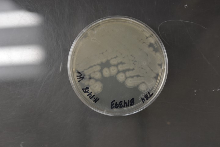 Bacillus amyloliquefaciens SKB 2109