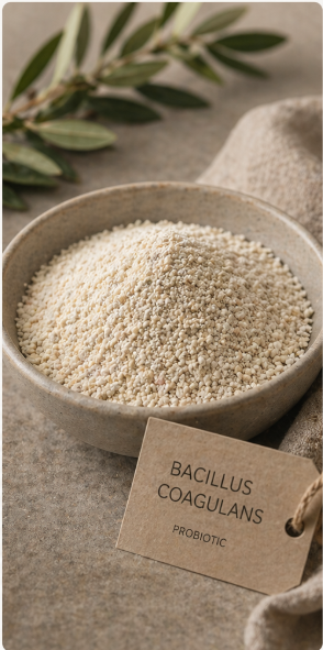 Bacillus Coagulans