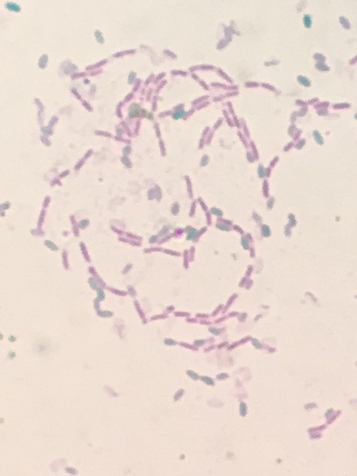 Bacillus Subtilis Blend